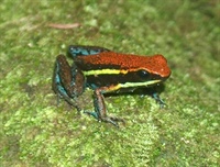 Ameerega cainarachi